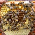 Marked honeybee queen