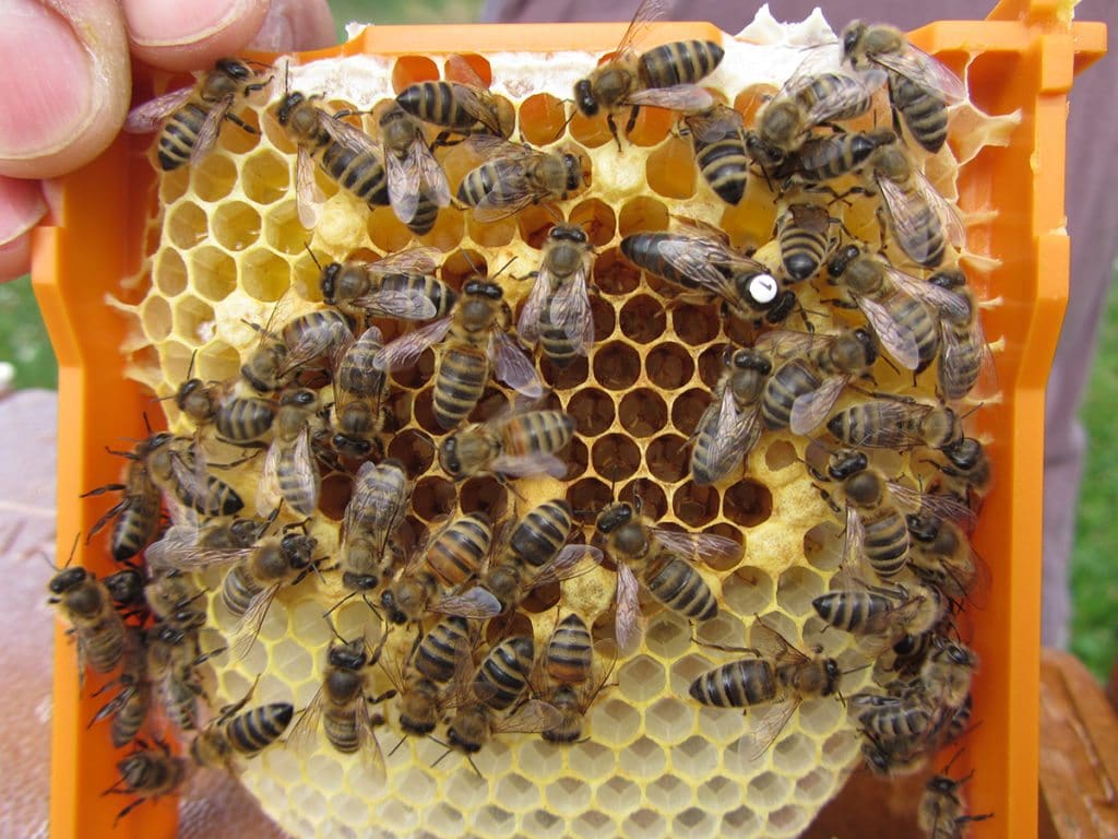 Marked honeybee queen