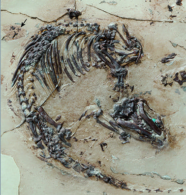 Skeleton of the Cretaceous mammal Spinolestes