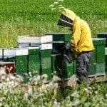 Beekeeper