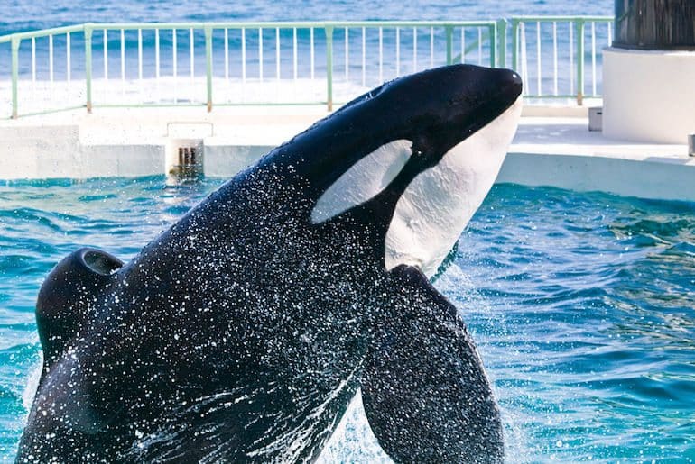 Orca in captivity
