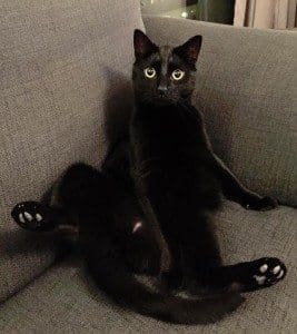 Zeus the cat