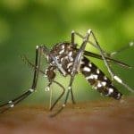 Asian tiger mosquito