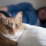 Cat in bed