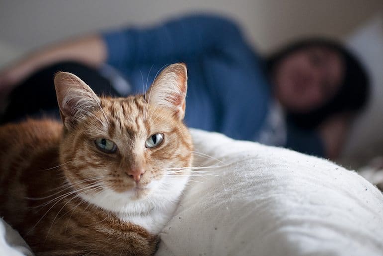 Cat in bed