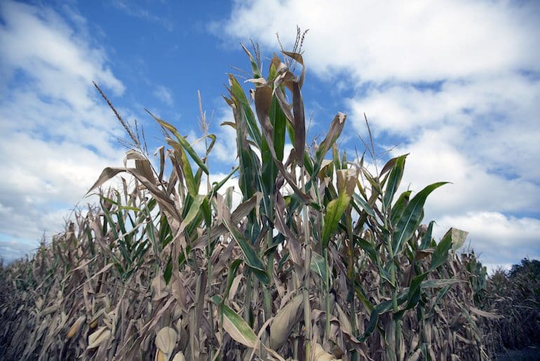 Farming