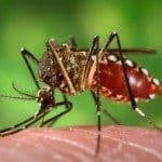 Aedes aegypti transmits Zika virus