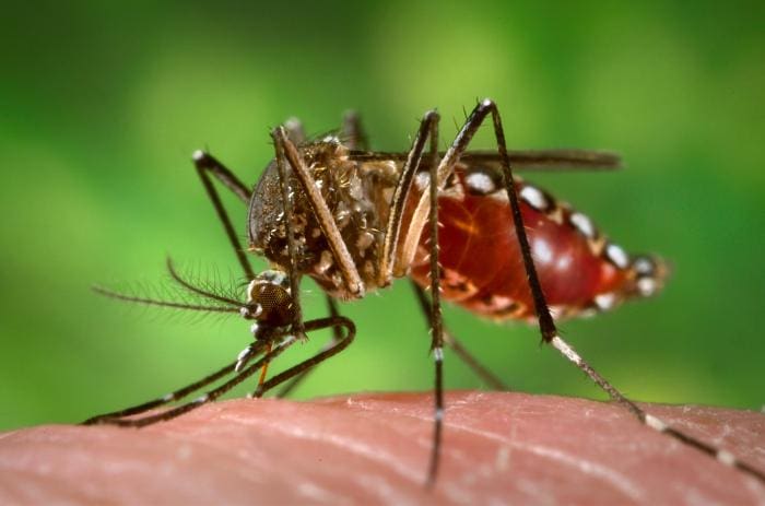 Aedes aegypti transmits Zika virus
