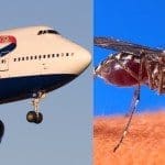 Zika virus
