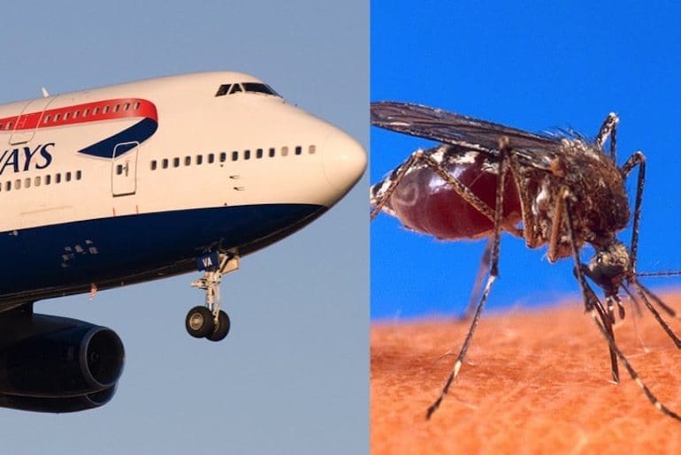 Zika virus