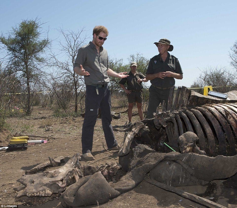 Harry rhino