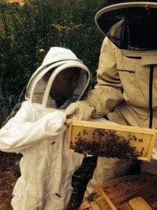 bees