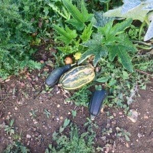 veggies
