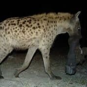 Hyena Copyright Lindsey Rich and Panthera
