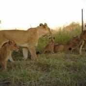 Lions Copyright Lindsey Rich and Panthera