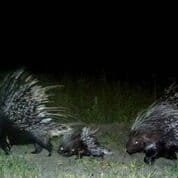 Porcupine Copyright Lindsey Rich and Panthera