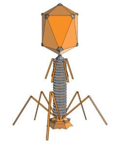 Bacteriophage structure. Image via Wikimedia Commons