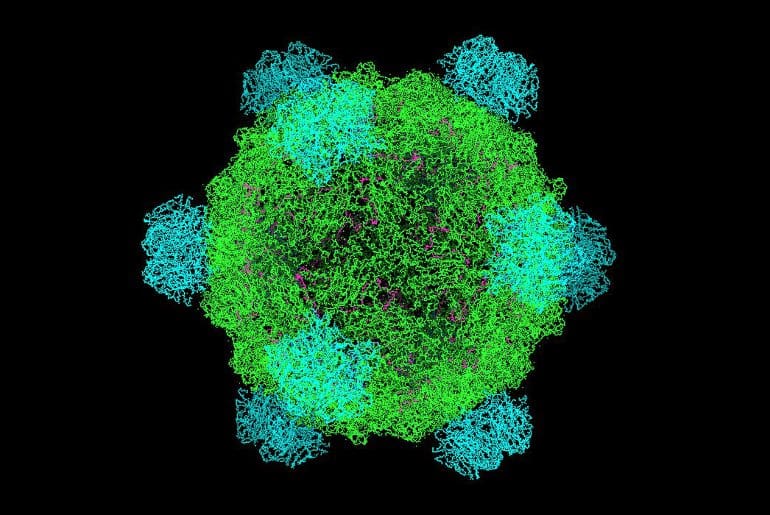 Bacteriophage phi174