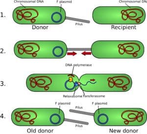 Bacterial conjugation showing transfer of plasmid. Image via Wikimedia Commons