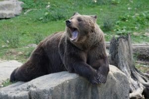 brown-bear-912444_960_720