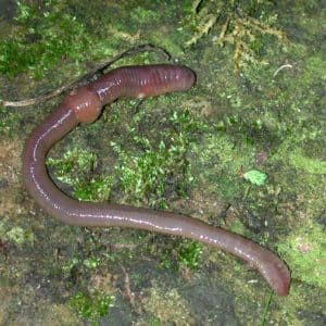 David Camer-worm