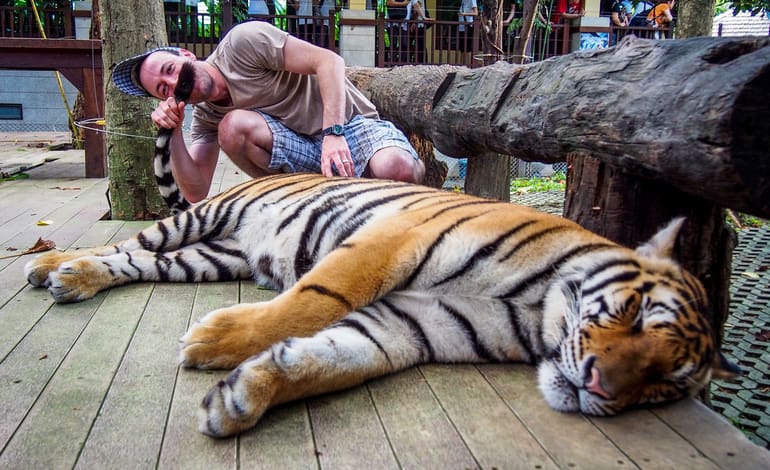 Tiger selfie social media