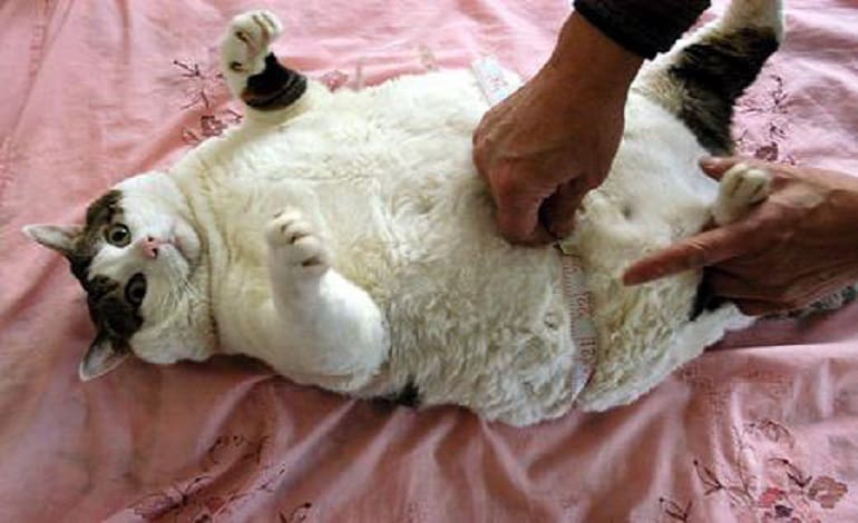 Fat cat