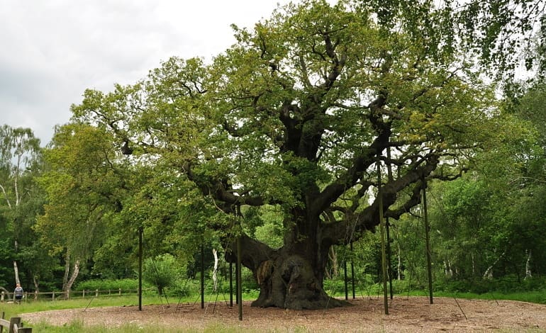 Sherwood Forest Major Oak Fracking
