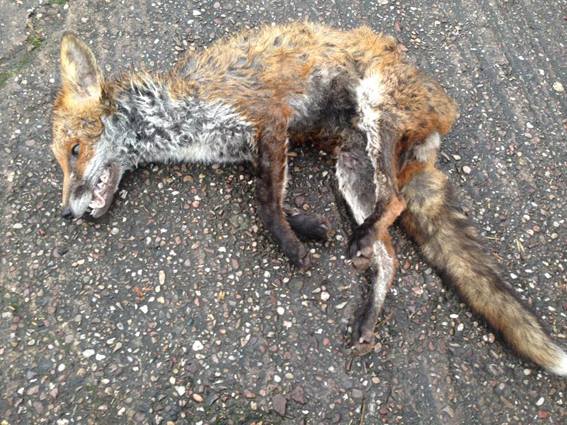 Macclesfield Fox Hunt One