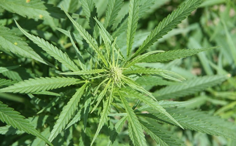 cannabis