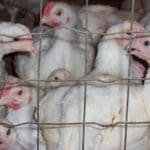 chickens supermarkets