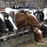 cows farming Brexit