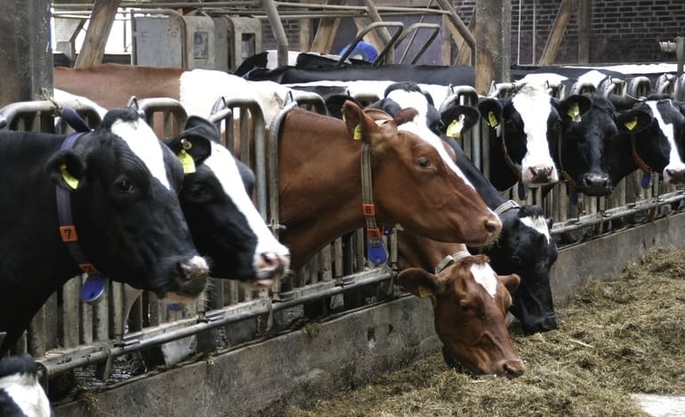 cows farming Brexit