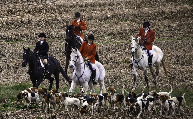 fox hunting animal rights