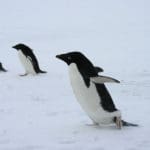 World Penguin Day