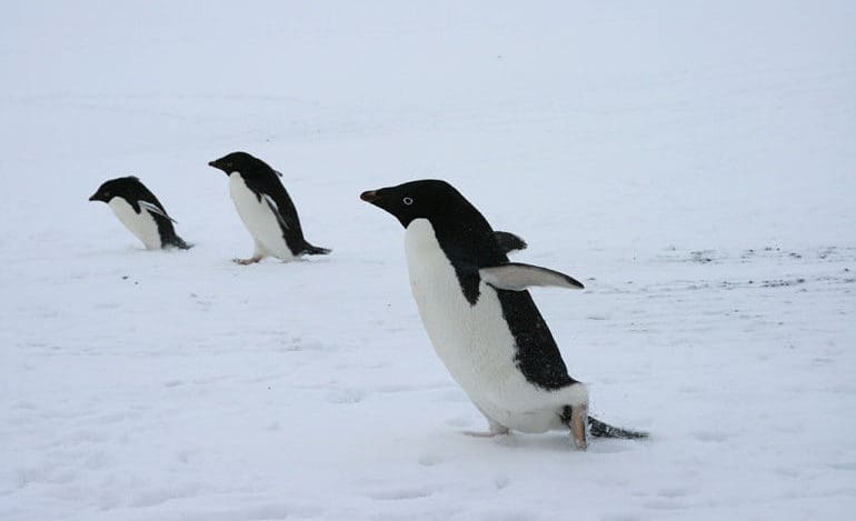 World Penguin Day