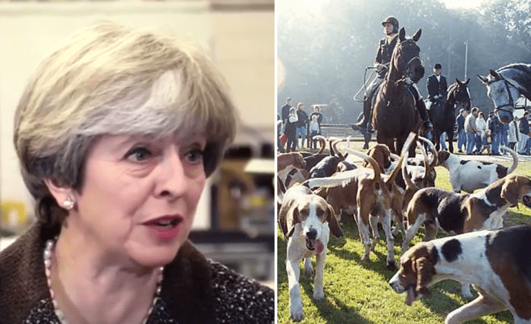 May Fox Hunting