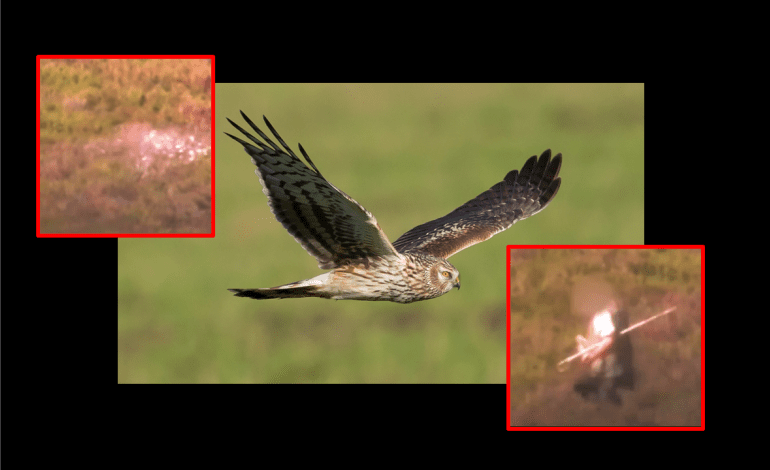 Shot Hen Harrier