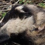 Badger Cull Main