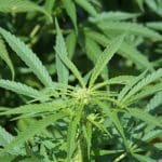 UK drugs policy