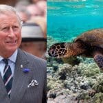 Prince Charles sea turtle