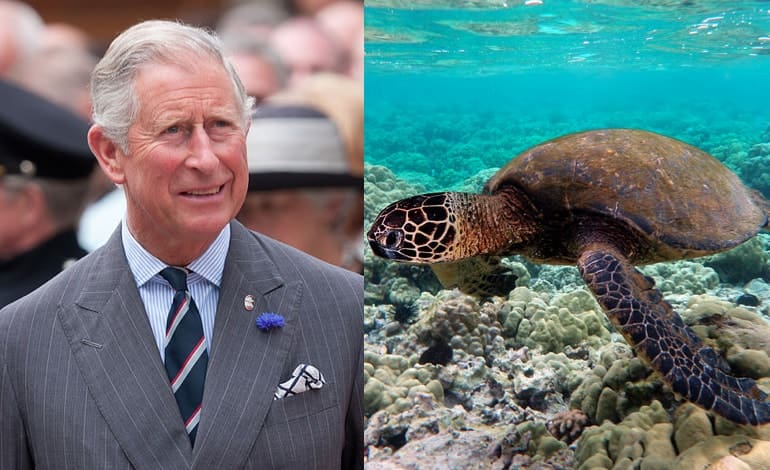 Prince Charles sea turtle