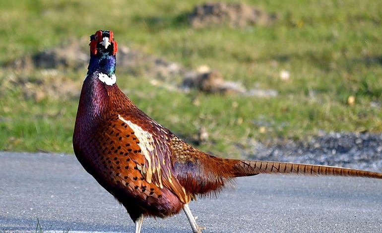 Pheasant Roadkill