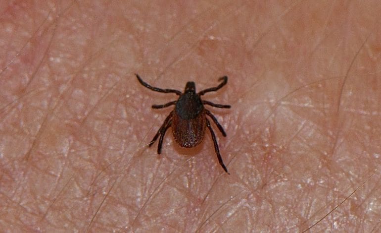 Lyme Disease UK Ireland