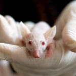 Future generations will look back on animal experimentation with shame