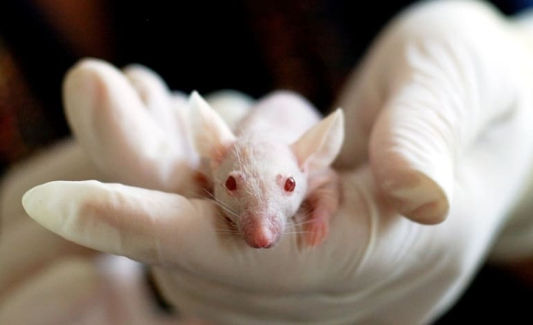 Future generations will look back on animal experimentation with shame