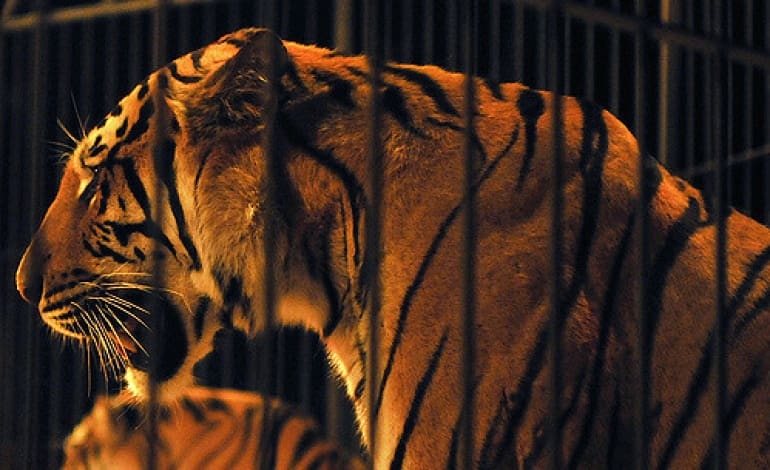 Scottish ban on wild animals in travelling circuses