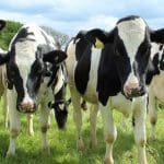 The dairy industry fights back against Veganuary