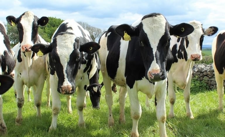 The dairy industry fights back against Veganuary