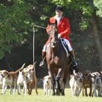hunting foxhounds
